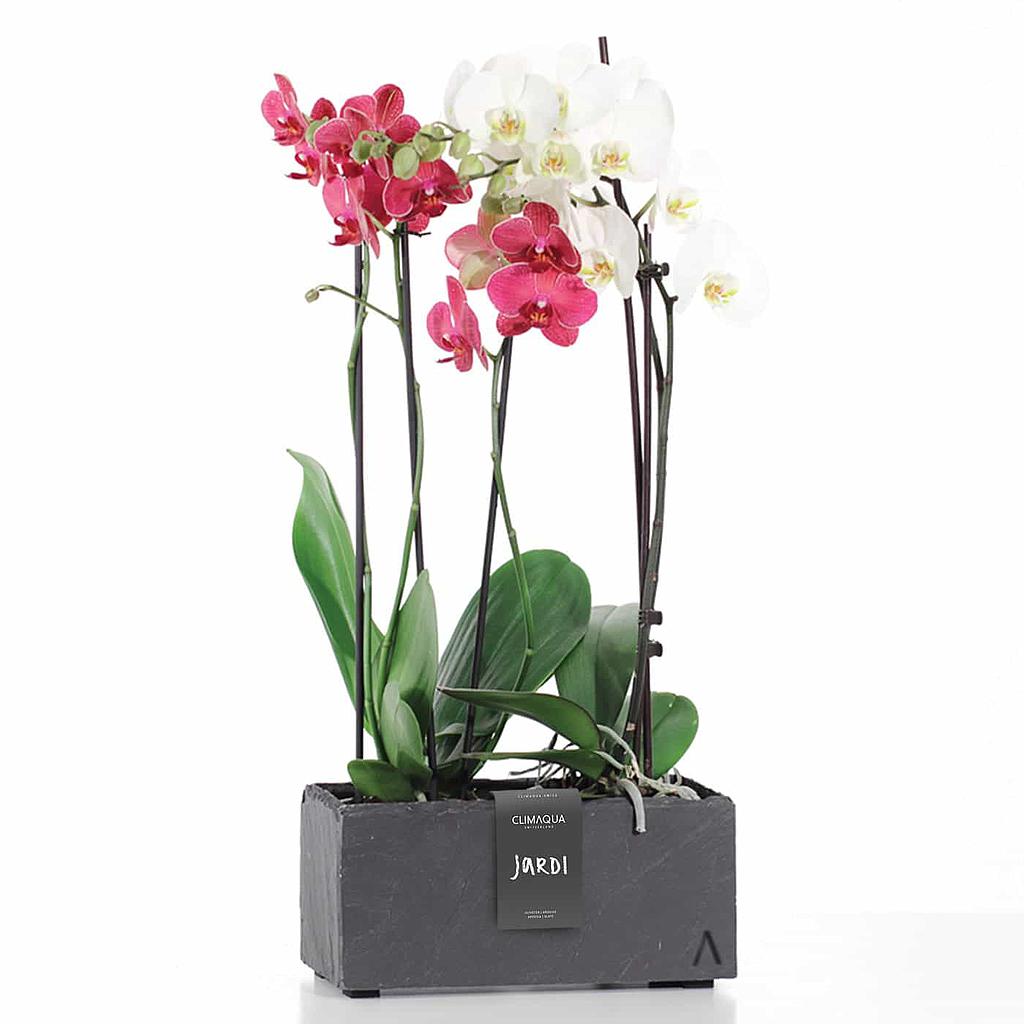 CLIMAQUA Planter Indoor JARDI 28 Anthracite