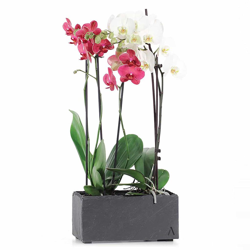 CLIMAQUA Planter Indoor JARDI 28 Anthracite