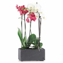 CLIMAQUA Planter Indoor JARDI 28 Anthracite